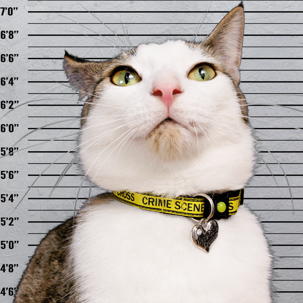 Crime Scene Do Not Cross Breakaway Cat Collar-1